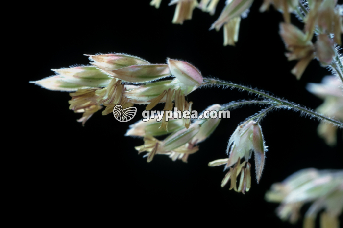 Houlque laineuse (Holcus lanatus) - fleurs épanouies - gryphea.com